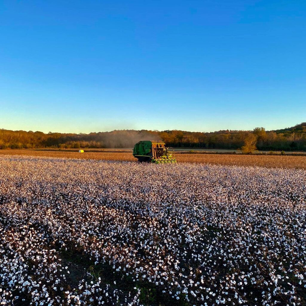 Daniel Rhyne's crop field